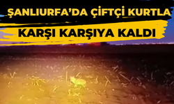 Şanlıurfa’da Çiftçi Kurtla Karşı Karşıya Kaldı