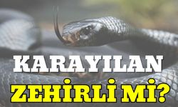 Karayılan Zehirli mi?