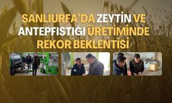 Şanlıurfa’da Zeytin ve Antepfıstığı Üretiminde Rekor Beklentisi