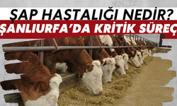 Şanlıurfa’da Hayvan Pazarlarını Kapattıran “Şap Hastalığı” Nedir?