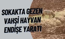 Suruç’ta Sokakta Gezen Vahşi Hayvan Endişe Yaratı