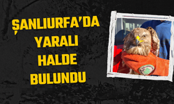 Şanlıurfa’da Yaralı Halde Bulundu!