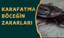 Kara Fatma Böceği Zararları