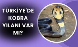 Kobra Yılanı Türkiye’de Var Mı?