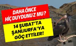 14 Şubat’ta Şanlıurfa’ya Göç Ettiler!