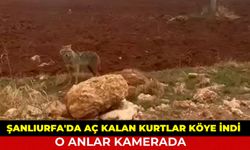 Şanlıurfa'da Aç Kalan Kurtlar Köye İndi; O Anlar Kamerada