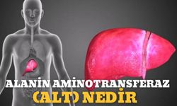 Alanin Aminotransferaz (Alt) Nedir