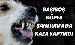 Şanlıurfa’da Başıboş Köpek Nedeniyle Kaza Meydana Geldi