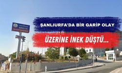 Birecik’te Talihsiz Kaza: İnek Sağımı Yaparken Yaralandı!