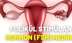 Folikül Stimülan Hormon (Fsh) Nedir