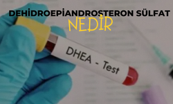 Dehidroepiandrosteron Sülfat Nedir