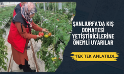 Şanlıurfa’da Kış Domatesi Yetiştiricilerine Önemli Uyarılar: Tek Tek Anlatıldı