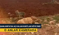 Şanlıurfa'da Aç Kalan Kurtlar Köye İndi; O Anlar Kamerada