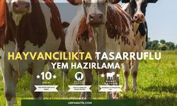 Hayvancılıkta Tasarruflu Yem Hazırlama Teknikleri