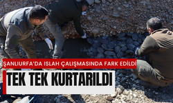 Şanlıurfa’da Islah Çalışmasında Fark Edildi: Tek Tek Kurtarıldı