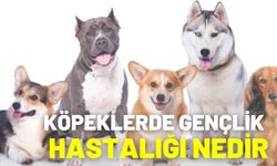 Köpeklerde Gençlik Hastalığı Nedir