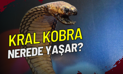 Kral Kobra Nerede Yaşar?