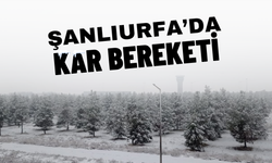 Şanlıurfa'da Kar Bereketi: Her Yer Beyaza Büründü