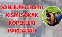 Şanlıurfa’da Başıboş Köpek Saldırısında 10 Kişi Yaralandı!