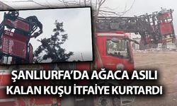 Şanlıurfa’da Ağaca Asılı Kalan Kuşu İtfaiye Kurtardı