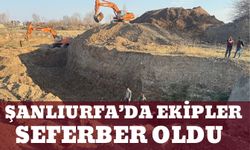 Şanlıurfa’da Ekipler Kaplumbağalar İçin Seferber Oldu