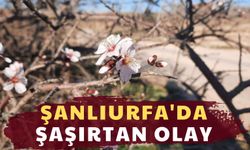 Şanlıurfa'da Şaşırtan Olay