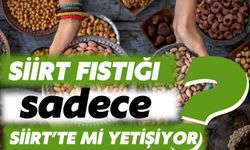 Siirt Fıstığı Sadece Siirt’te Değil Birçok İlde Yetiştiğini Biliyor Muydunuz?