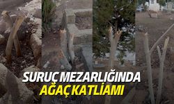 Suruç Mezarlığında Ağaç Katliamı