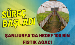 Süreç Başladı: Şanlıurfa’da Hedef 100 Bin Fıstık Ağacı!