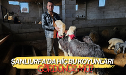 Şanlıurfa’da Hiç Bu Koyunları Gördünüz Mü? Fiyatı Dudak Uçuklatıyor