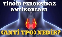 Tiroid Peroksidaz Antikorları (Anti Tpo) Nedir?