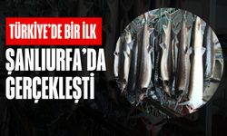 Türkiye'de Bir İlk: Birecik'te Mersin Balığı Havyarı Hasadı Gerçekleştirildi!