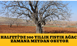 Halfeti’de 300 Yıllık Fıstık Ağacı Zamana Meydan Okuyor