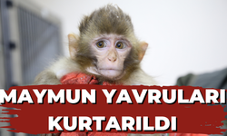 Sınırda Maymun Yavruları Kurtarıldı! Şanlıurfa’ya Getirildi