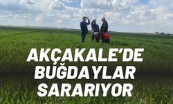 Şanlıurfa'da Buğdaylar Sararıyor, Ziraat Ekibi Devrede