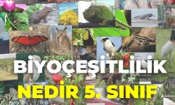 Biyoçeşitlilik Nedir 5. Sınıf