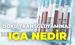 Doku Transglutaminaz Iga Nedir