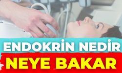 Endokrin Nedir, Neye Bakar