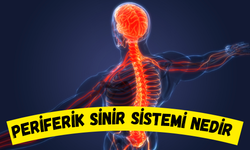 Periferik Sinir Sistemi Nedir