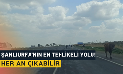 Şanlıurfa'nın En Tehlikeli Yolu! Her An Çıkabilir