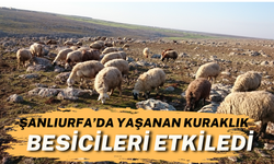 Şanlıurfa’da Yaşanan Kuraklık Besicileri Etkiledi