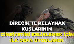 Birecik’te Kelaynak Kuşlarının Cinsiyetini Belirlemek İçin İlk Defa Uygulanan Şaşırtıcı Yöntem