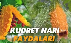 Kudret  Narı Nedir ,Faydaları Nelerdir?