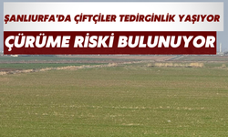 Şanlıurfa'da Çiftçiler Tedirginlik Yaşıyor: Çürüme Riski Bulunuyor