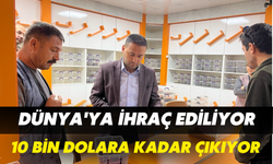 Şanlıurfa'dan Dünya'ya İhraç Ediliyor: 10 Bin Dolara Kadar Çıkıyor