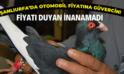 Şanlıurfa’da Otomobil Fiyatına Güvercin! Fiyatı Duyan İnanamadı