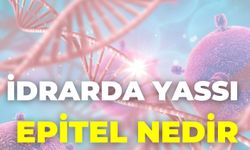 İdrarda Yassı Epitel Nedir