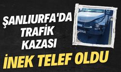 Şanlıurfa-Diyarbakır Karayolunda Trafik Kazası: İnek Telef Oldu