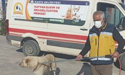 Kahta Belediyesi Başıboş Köpekleri Toplamaya Devam Ediyor!