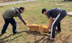 Karaköprü’de Aşılama Çalışmaları Sürüyor!